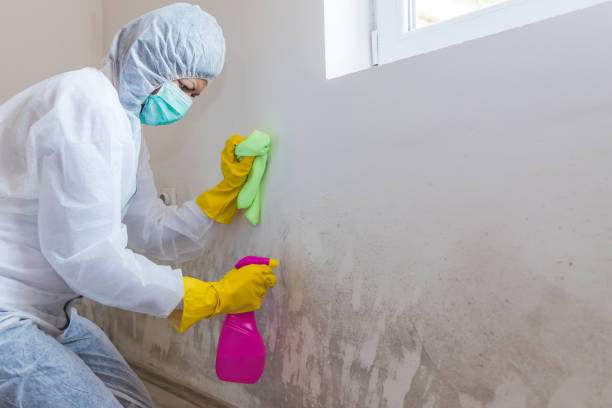 Best Real Estate Mold Inspection  in Owenton, KY