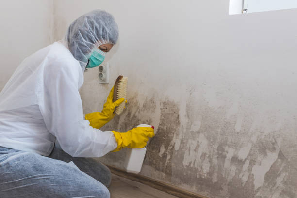 Best Environmental Consulting for Mold Prevention  in Owenton, KY